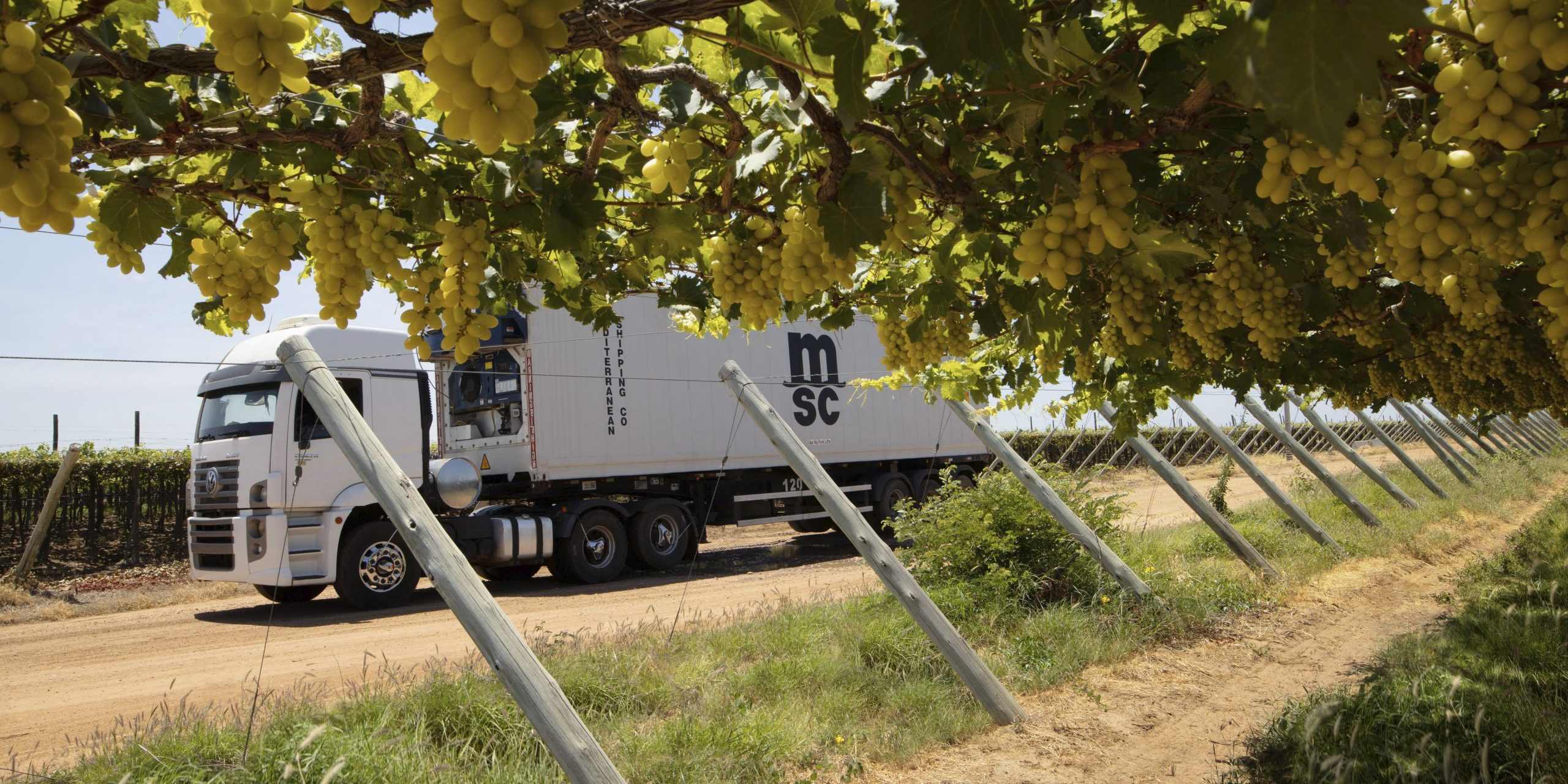Reefer truck in vineyard